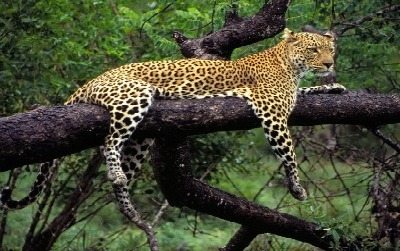 Hunt Africa Safari African Wildlife Safari Tour on An African Safari Day Your Guide Is Likely To Find A Scenic Wildlife