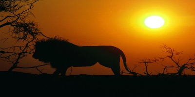 Hunt Africa Safari African Wildlife Safari Tour Hunting on Day On An African Safari  Wildlife Watching Tips