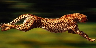 Africa Lion Safari on African Wildlife Lion Safari Interesting Animal Facts Endangered