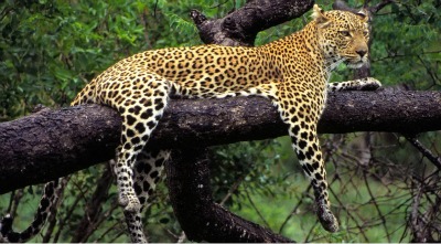 Africa East Safari on African Safari