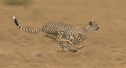 How fast can a cheetah run 100 meters?