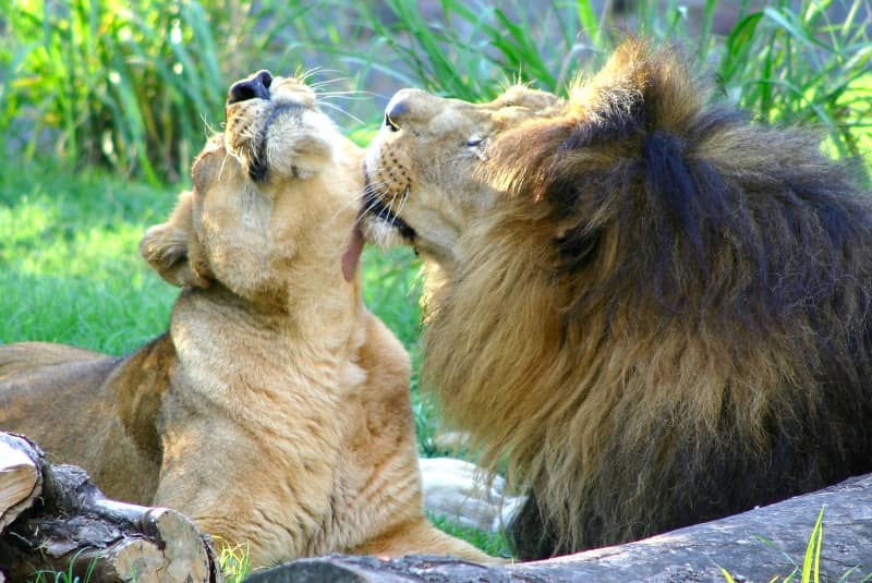 After mating male and female lions groom or rub against each other