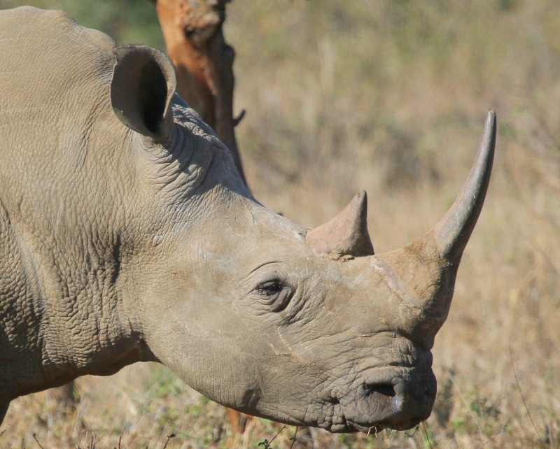 Black Rhinos Interesting Facts 105