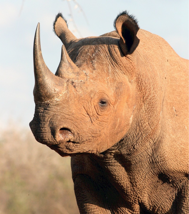 Black Rhinos Interesting Facts 16