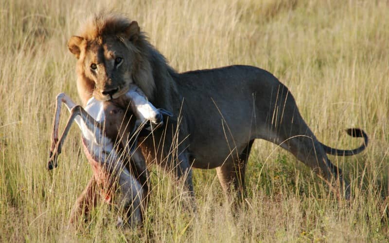 African Lions Lion Habitat Lion Cubs