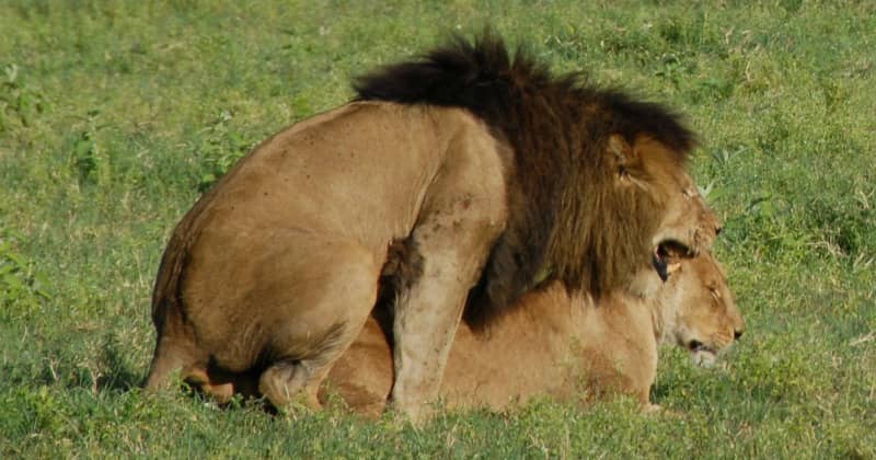 How do you describe lions?
