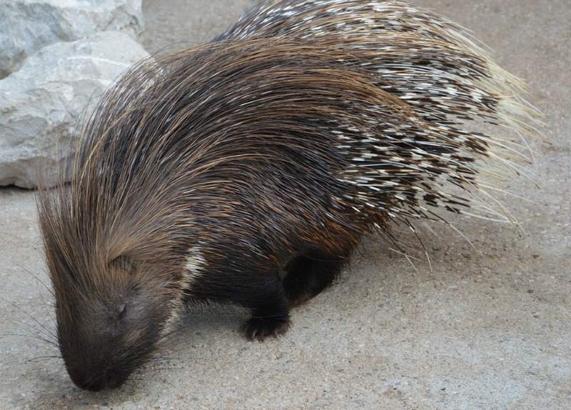 Interesting porcupine facts can they shoot their quills?