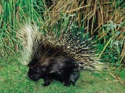 porcupine porcupines africa facts
