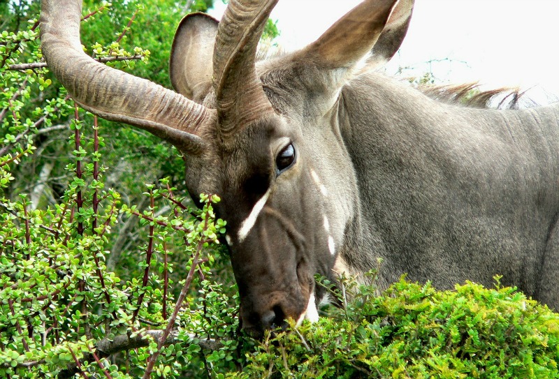 Kudu Discover interesting facts about this beautiful African antelope