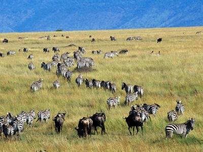 Groups Of Zebras