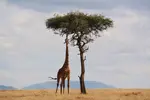 giraffe-lanscape-picture.jpg