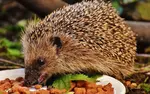 Hedgehog