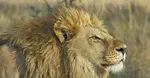 ntroduce lions as Africa’s apex predator, and highlight the mystery around when and how they hunt. Hook with a question: “Are lions truly kings of the night?”