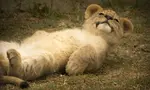 Watch lion cubs playing and growing 
