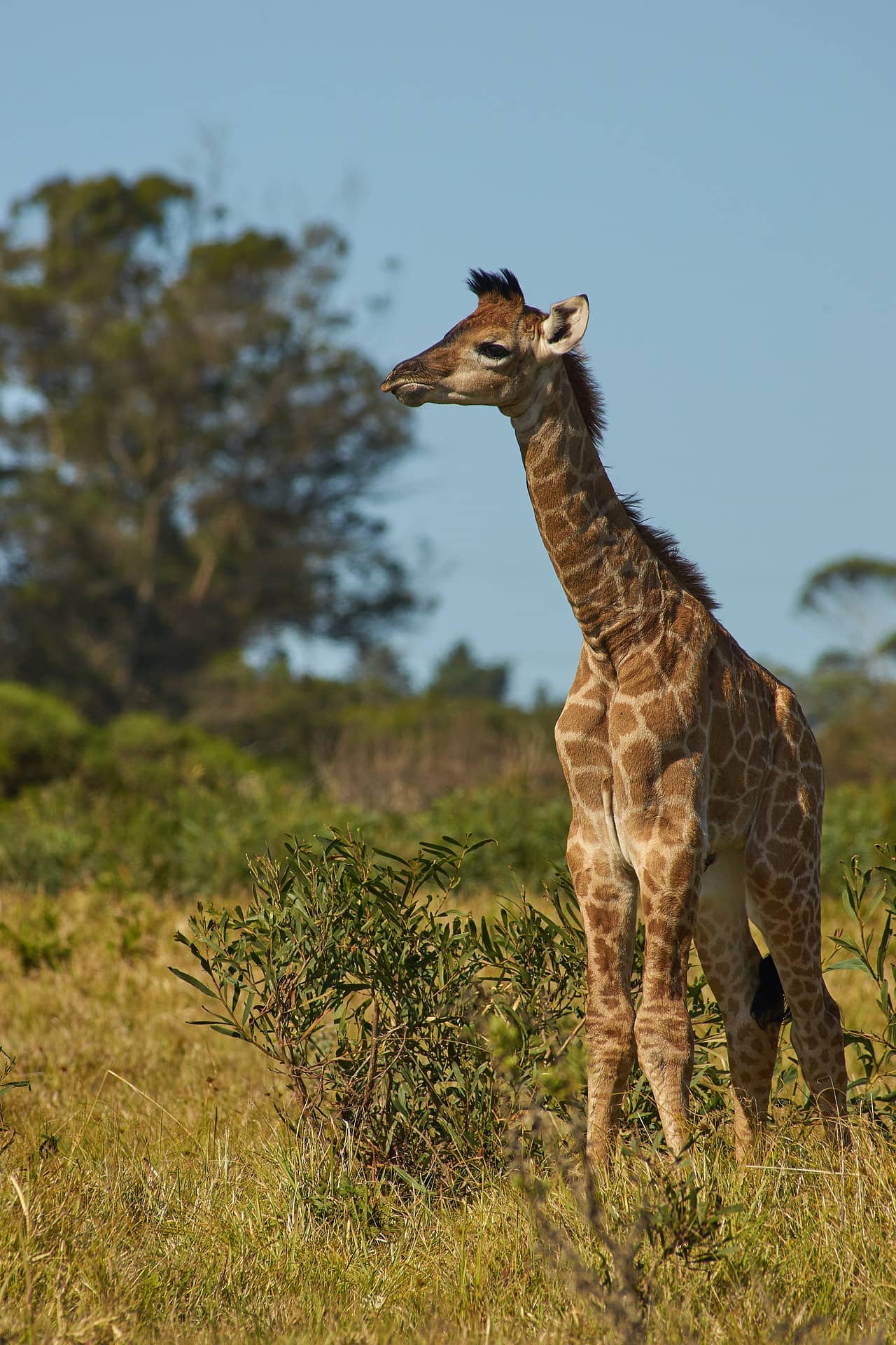 Giraffe, fascinating facts and photos