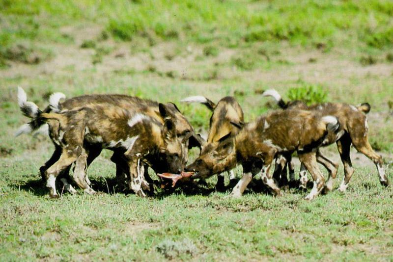 African wild dog facts what makes them such fascinating hunters?