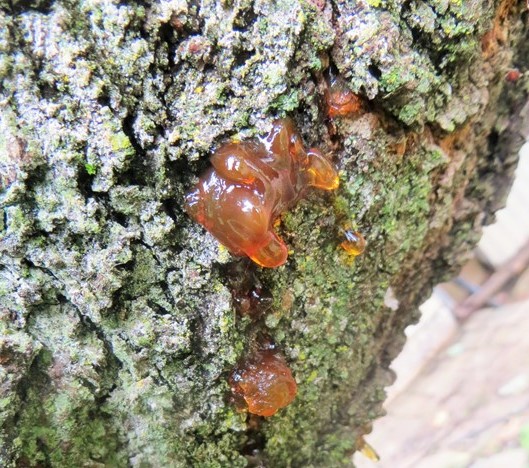 what do Bush babies eat?