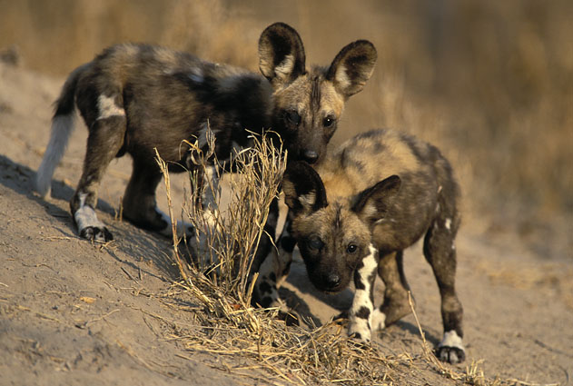 african wild dog baby Cute African wild dog