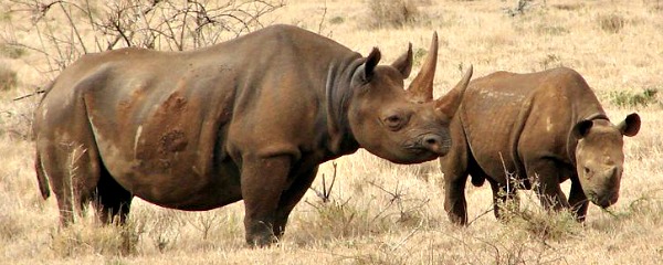 rhino poaching trends