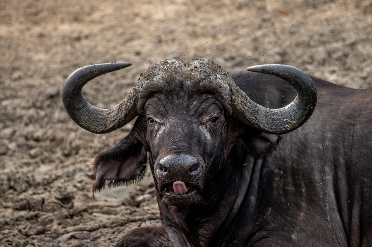 Why do people fear the Cape buffalo so much? Cape buffalo danger