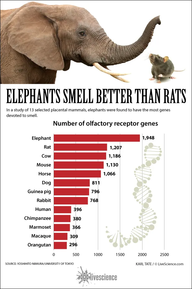 Elephant smell Elephant smell