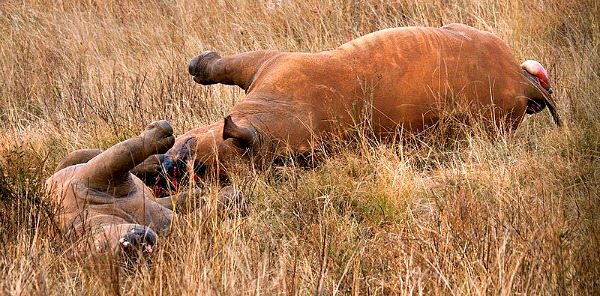 rhino poaching techniques