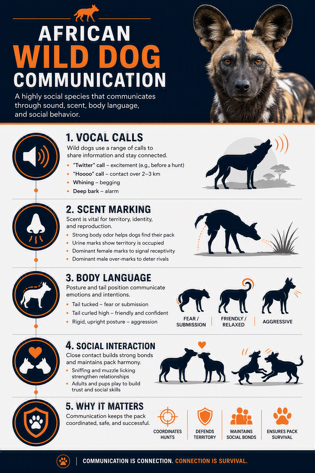 wild-dog-communication wild-dog-communication