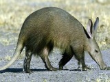 aardvarks