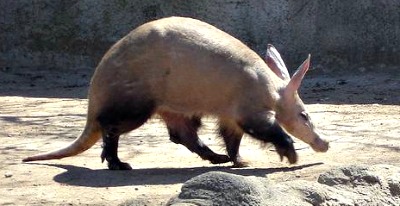 aardvarks ants eat termites facts africa interesting detective wildlife