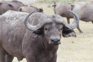African buffalo vs water buffalo African buffalo vs water buffalo