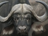 cape buffalo