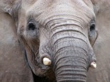 African elephant