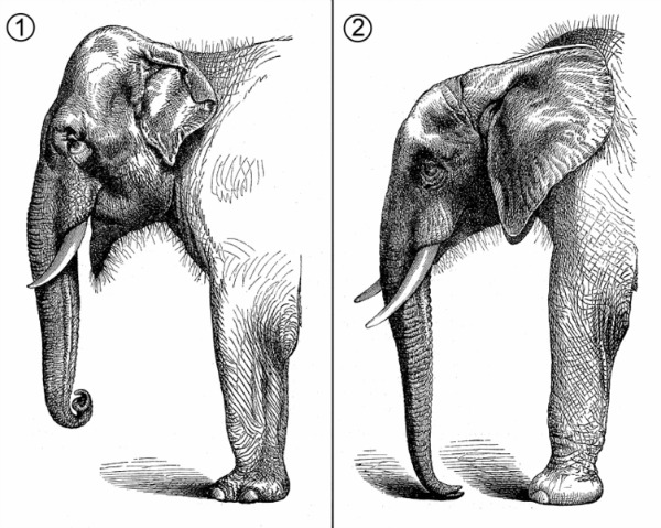 African elephant - some fascinating facts and pictures