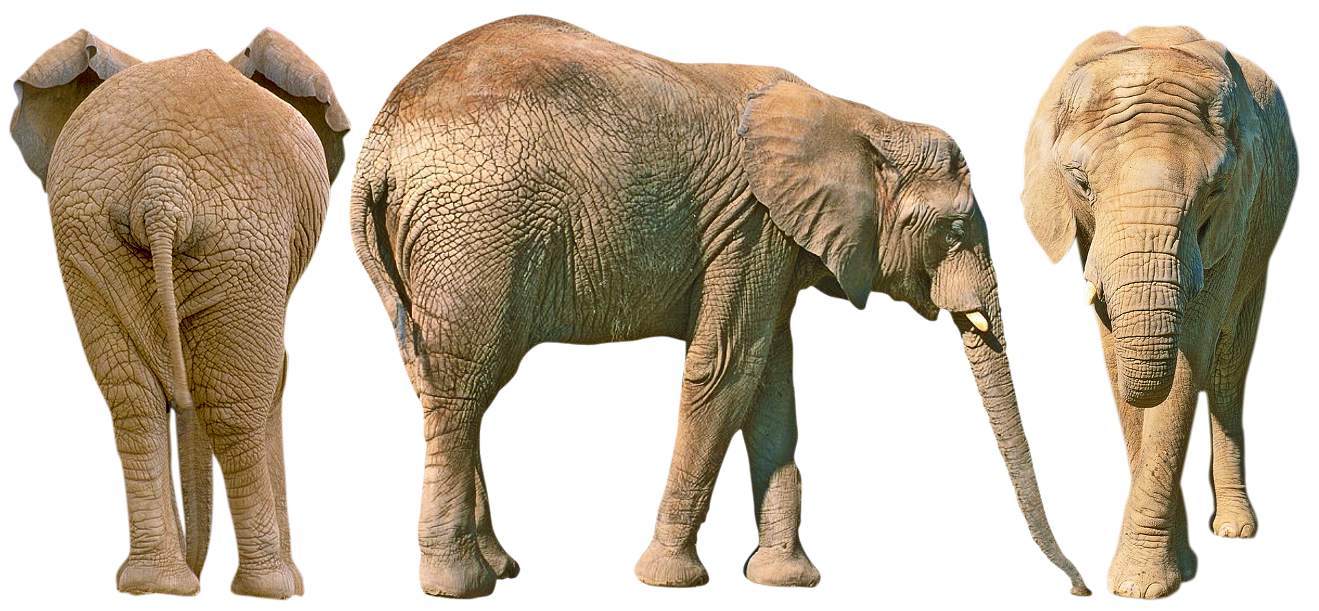 African elephant size and weight African elephant size and weight