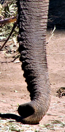 facts about elephant trunks facts about elephant trunks