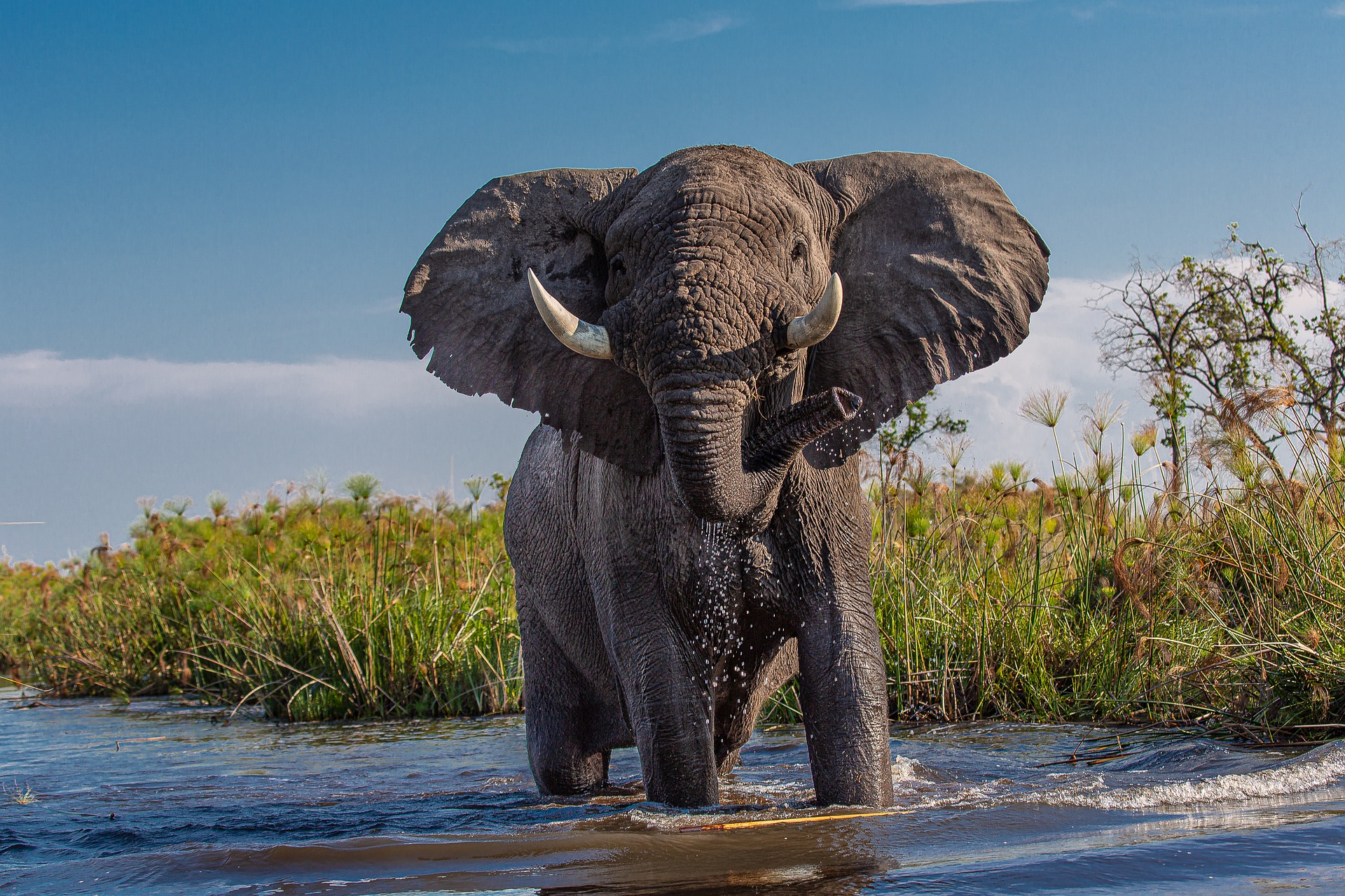 Unravel Strange Elephants Secrets: Fascinating Facts You Didn't Know!