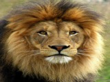 african lion