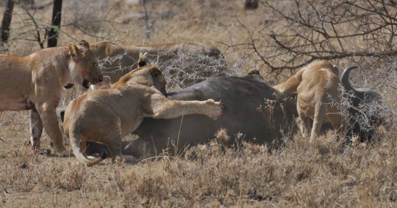 What do African lions eat? What do African lions eat?