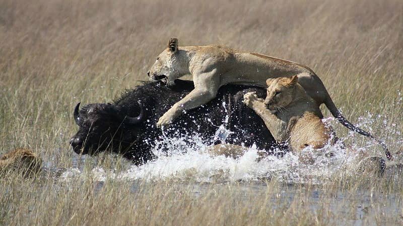 African lions, lion habitat, lion cubs