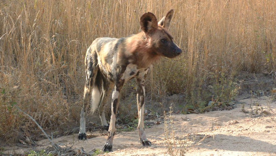 african wild dog habitat African wild dog habitat