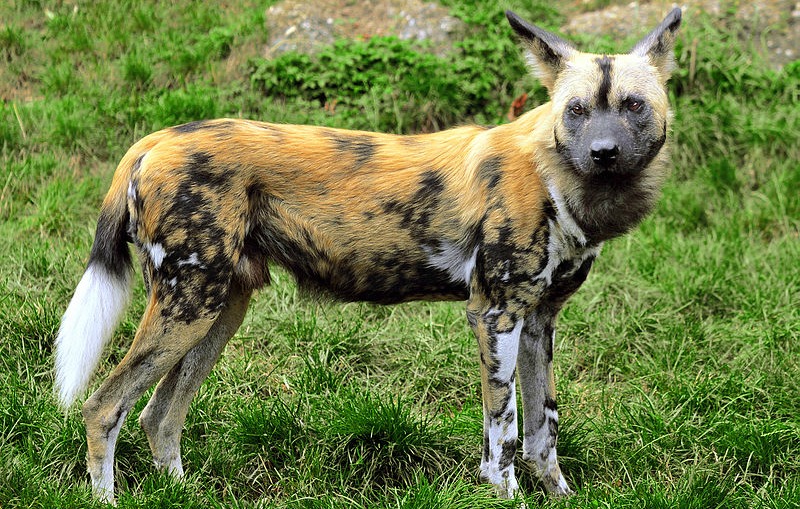 african wild dog being hunted