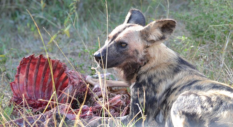 do cheetahs eat african wild dogs