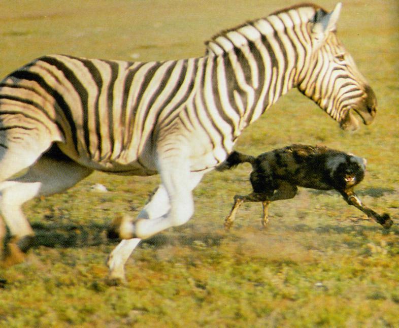 African Wild Dog Facts: Diet, Behavior, Habitat