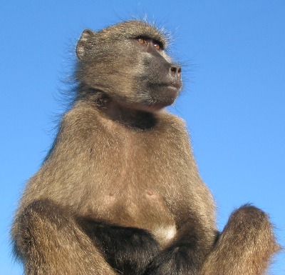 baboon sentry looking out for predators