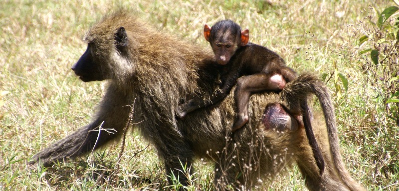 baboon reproduction