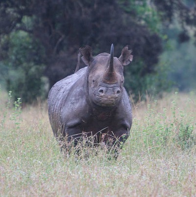 Black rhino facts