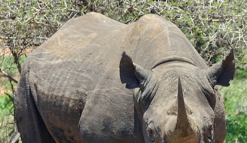 black and white rhino facts