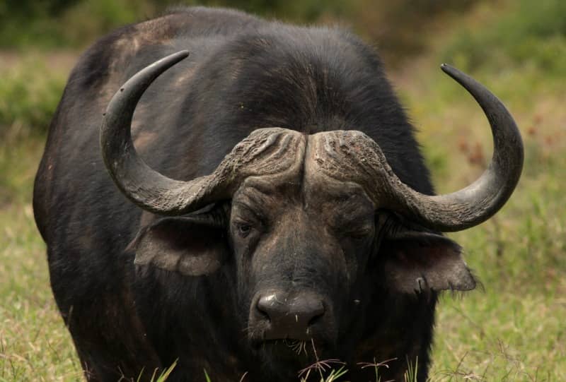 Cape Buffalo Facts - Animal Facts Encyclopedia
