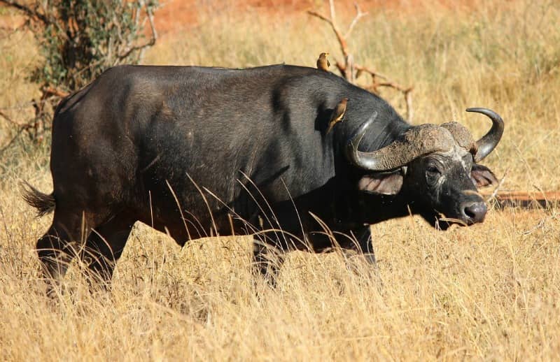 Depression diagonal sjældenhed Want to know some fascinating African buffalo facts and see photos?