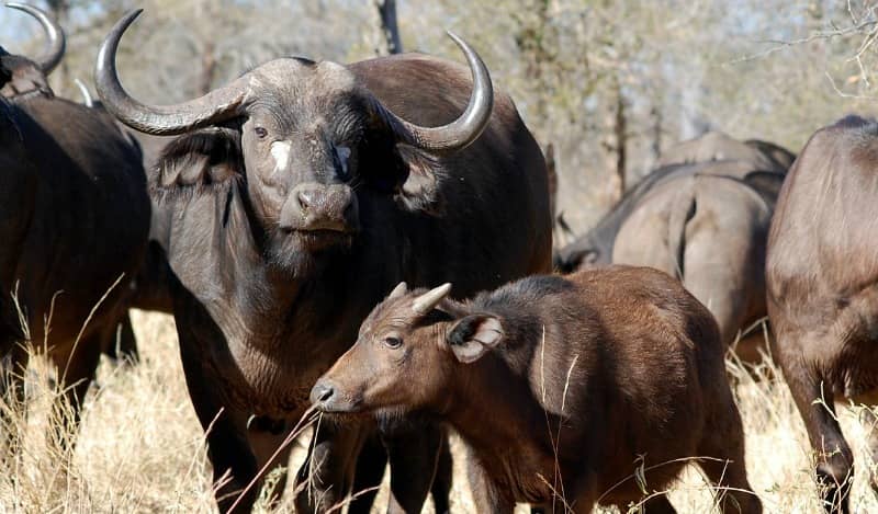 Want to know some fascinating African buffalo facts and see photos?